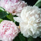Plant in a Box - Paeonia pioen 'Duchesse de Nemours' - Set van 2 - Pioenen - Bloemknollen - Zomerbloeiers - Tuinbloemen - Wit