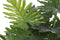 Decoratieve plant Home ESPRIT PVC 80 x 80 x 100 cm
