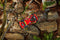 Nikko RC Rock Crusher Rood
