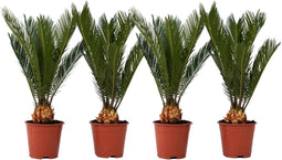 Plant in a Box - Set van 4 Cycas Revoluta - Varenpalm - Pot 15cm - Hoogte 45-60cm