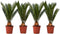 Plant in a Box - Set van 4 Cycas Revoluta - Varenpalm - Pot 15cm - Hoogte 45-60cm