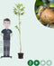 Walnotenboom 'Buccaneer' | Juglans regia 'Buccaneer' 2-4 cm | Bomenbezorgd.nl