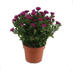 Goed & Groen - Aster Showmaker Magenta -↨ 25cm - Potmaat 14cm - Kwaliteit Planten - Tuin Plant - Tuinplantenplanten - Sfeer