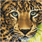 Crystal Art Kit | Diamond Painting Leopard