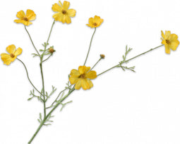 Silk-ka Zijden Kunstbloemen Cosmos Tak Geel 149112 - 77 cm