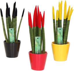 Plant in a Box - Sansevieria Cylindrica - Velvet Touch - Mix van 3 - Gemakkelijke kamerplant - Pot 9cm - Hoogte 20-40cm