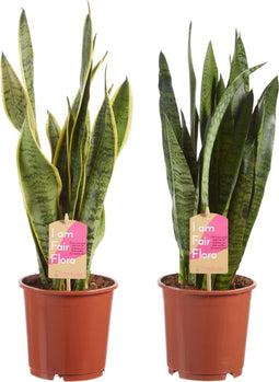 Sanseveria, vrouwentong - Set van 2 - Fachjan - Groene Plant- Hoogte 50 cm