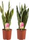 Sanseveria, vrouwentong - Set van 2 - Fachjan - Groene Plant- Hoogte 50 cm