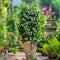 Plant in a Box - Jasminum polyanthum - Set van 2 - Jasmijn tuinplant Piramide - Groenblijvende klimplant - Pot 17cm - Hoogte 60-70cm