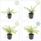 Plants by Frank | 24 Struikkamperfoelie planten | Lonicera nitida 'Maigrün' | Winterharde bodembedekker planten | tuinplanten | Winterharde vaste planten meerjarig | Winterharde tuinplanten