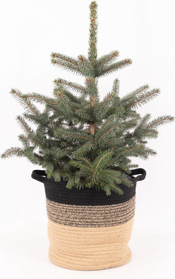 Picea pungens Super Blue in plantenmand Sumatra Medium (Bela Arte) – ↨ 75cm – ⌀ 28cm