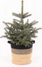 Picea pungens Super Blue in plantenmand Sumatra Medium (Bela Arte) – ↨ 75cm – ⌀ 28cm