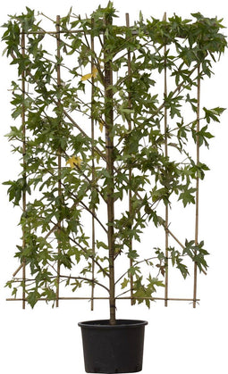 Amberboom haagelement | Liquidambar styraciflua 20-40 cm| Bomenbezorgd.nl