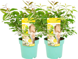Plant in a Box - Eucalyptus 'Citriodora' - Set van 2 - Eucalyptusstruiken - ⌀19cm - Hoogte 35 cm - Citroengeur - Tegen muggen