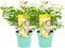 Plant in a Box - Eucalyptus 'Citriodora' - Set van 2 - Eucalyptusstruiken - ⌀19cm - Hoogte 35 cm - Citroengeur - Tegen muggen