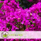 Plant in a Box - Bougainvillea 'Alexandra' - Paarse bladeren - Klimplant - Tuinplant - Pot 17cm - Hoogte 50-60cm