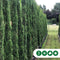 Italiaanse cipresboom 300 cm Cupressus semp. Pyramidalis 325 cm