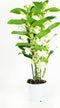 Dendrobium Nobile Apollon 3T – ↨ 50cm – ⌀ 12cm