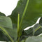 Musa – ↨ 75 cm – ⌀ 24 cm