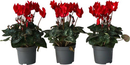 Plant in a Box - Cyclamen persicum 'Winfall Scarlet' - Set van 6 - Perzische cyclaam - Pot 9cm - Hoogte 10-20cm