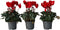 Plant in a Box - Cyclamen persicum 'Winfall Scarlet' - Set van 6 - Perzische cyclaam - Pot 9cm - Hoogte 10-20cm