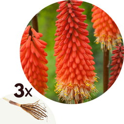 Plant in a Box - Tritoma Kniphofia Alcazar - Set van 3 - Vuurpijl - Wortelstokken - Zomerbloeiende plant