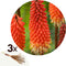 Plant in a Box - Tritoma Kniphofia Alcazar - Set van 3 - Vuurpijl - Wortelstokken - Zomerbloeiende plant