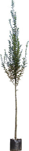 Zuil haagbeuk | Carpinus betulus 'Fastigiata' 14-18 cm 200-240 cm| Bomenbezorgd.nl