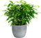Combibox met kamerplanten in Bergamo keramiek – ↨ 25cm – ⌀ 12cm