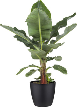 Musa bananenplant met Elho Brussels Round pot Black – ↨ 80cm – ⌀ 24cm