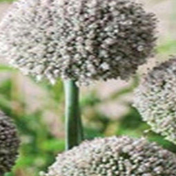 JUB - Allium Ping Pong