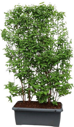 Hedge to Go - Deutzia hybrida Strawberry Fields Haag
