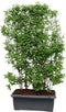 Hedge to Go - Deutzia hybrida Strawberry Fields Haag
