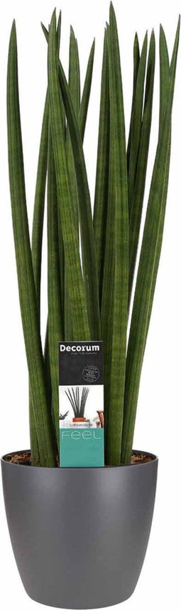 Sansevieria Cylindrica spaghetti met Elho brussels antracite ↨ 55cm - hoge kwaliteit planten