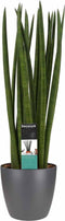 Sansevieria Cylindrica spaghetti met Elho brussels antracite ↨ 55cm - hoge kwaliteit planten