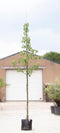 Zakdoekenboom | Davidia involucrata 10-14 cm | Bomenbezorgd.nl