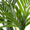 Kentia Palm in ELHO b.for soft sierpot antraciet - Hoogte ↕ 110cm - Pot ∅ 21cm