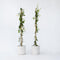 Plant in a Box - Trachelospermum jasminoides - Set van 2 - Jasmijn XL - Winterharde klimplant - Pot 17cm - Hoogte 110-120cm