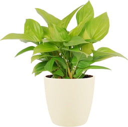 Homalomena Lemon Lime in ELHO sierpot (soap)