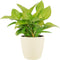 Homalomena Lemon Lime in ELHO sierpot (soap)