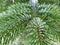FURNILUX - Nordmann Kerstboom - 400 - 450 cm - XXL - Diepgroen