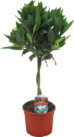 Plant in a Box - Laurus nobilis - Laurierboom - Pot 17cm - Hoogte 60-70cm