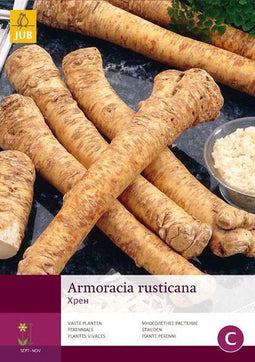 2 stuks 1 Armoracia Rusticana-Mierikswortel