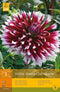 2 stuks 1 Dahlia Alauna Clair Obscur