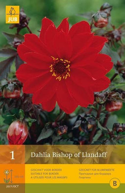 2 stuks 1 Dahlia Bishop Of Llandaff