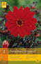 2 stuks 1 Dahlia Bishop Of Llandaff