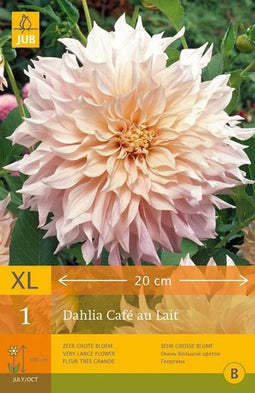 2 stuks 1 Dahlia Cafe Au Lait
