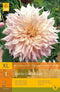 2 stuks 1 Dahlia Cafe Au Lait