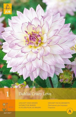 2 stuks 1 Dahlia Crazy Love