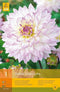 2 stuks 1 Dahlia Crazy Love